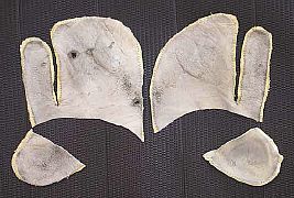 �����������̊v