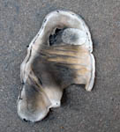 �O�����v